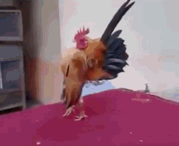 Enojado Rooster GIF - Enojado Rooster Cockerel - Discover & Share GIFs | Gif, Cool gifs, Funny birds