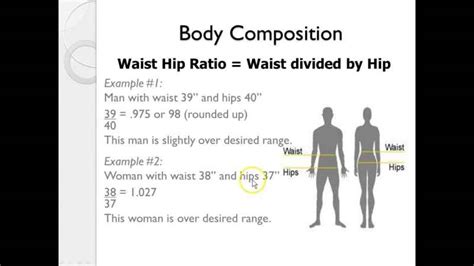 Body Muscle Mass Percentage Calculator Chart By Age Female / Male