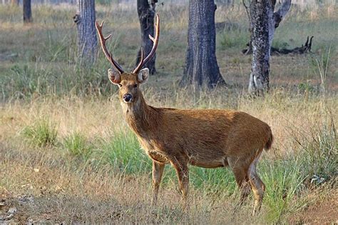 Barasingha (Swamp Deer) in India 2024-2025 - Rove.me