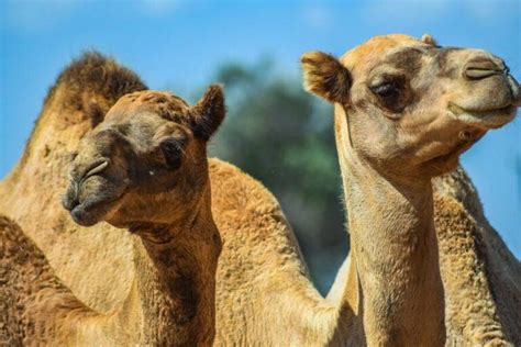 Australia Will Shoot 10,000 Feral Camels That Are Officially Considered ...