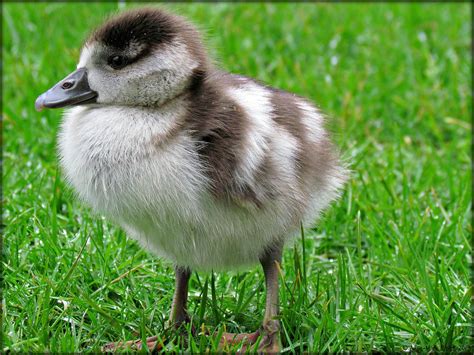 NIJLGANSJE IN DE REGEN || BABY EGYPTIAN GOOSE | Flickr - Photo Sharing!