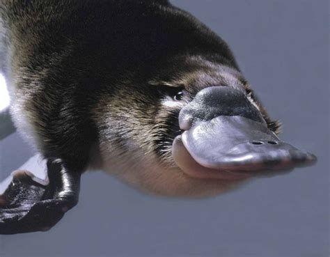 The 15 Cutest Living Fossils | Weird animals, Platypus, Mammals