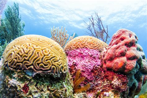 Colorful Coral Reefs