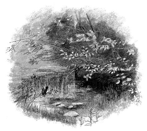 Digital Stamp Design: Pencil Artwork Drawing Vintage Illustrations Nature Trees Birds Images