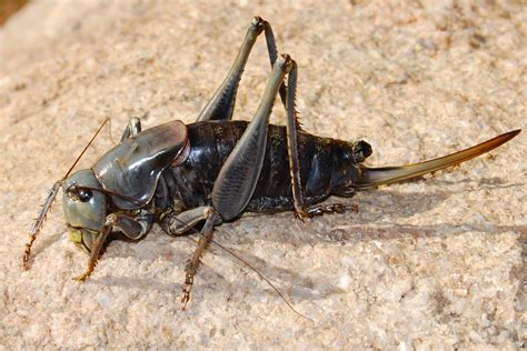 Mormon Crickets are Swarming These Western States | Family Handyman