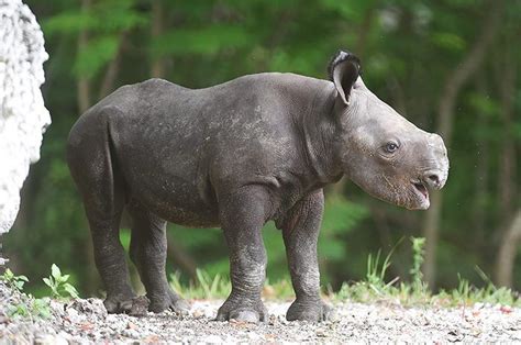 Aria the baby black rhino at Zoo Miami #BABYANIMALS | Baby animals pictures, Zoo babies, Save ...