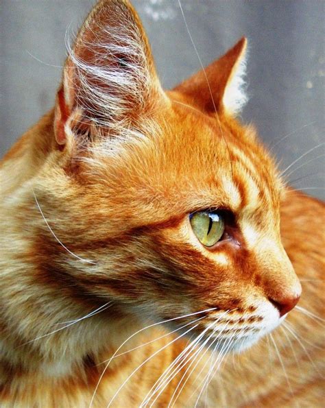 MN - breeds of cats | Cats, Cat breeds, Cat boarding