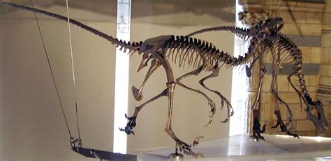 Dromaeosauridae - Fossil Wiki, the paleontology wiki