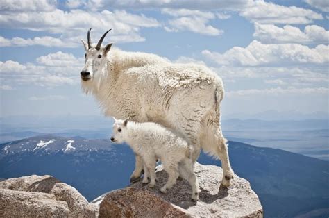 Goat Meaning, Symbolism & Spirit Animal [+ Mountain Goat]