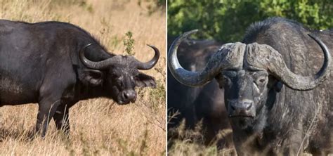 11 Wild Differences Between Female And Male Cape Buffalos – African Wildlife Report