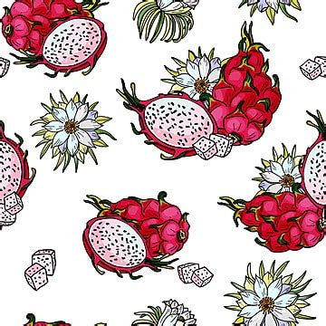 Dragon Fruit Hand Drawing, Coloring Page Pitaya PNG Transparent Image and Clipart for Free Download