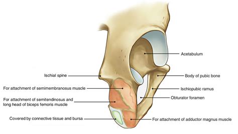 Hip Bone (Os Coxae, Os Innominatum) – Earth's Lab