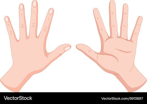 Human hands back and front Royalty Free Vector Image