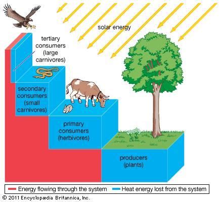 ecosystem: energy transfer through an ecosystem | Ecological pyramid ...