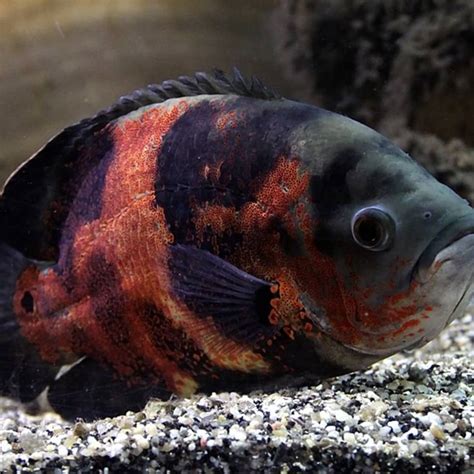 Types Of Fishes In Aquarium With Pictures