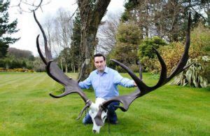 The Giant Irish Deer | Irish Deer Commission