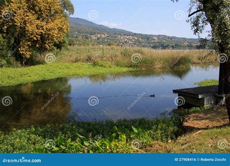 Varese lake stock photo. Image of lake, gavirate, duck - 27908416