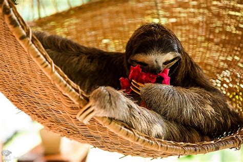 Facts about Sloths! Cute, adorable and fascinating! - Travel Yourself | Travel Yourself