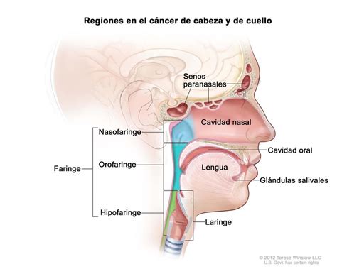 Cánceres de cabeza y cuello - NCI