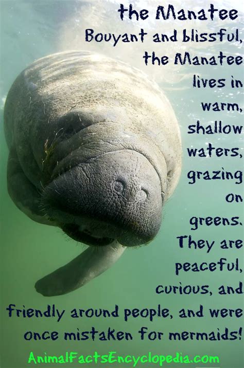 manatee facts, manatee information, seacow facts