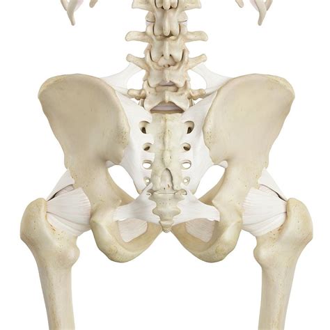 Human Pelvis Bones #6 Photograph by Sciepro - Fine Art America