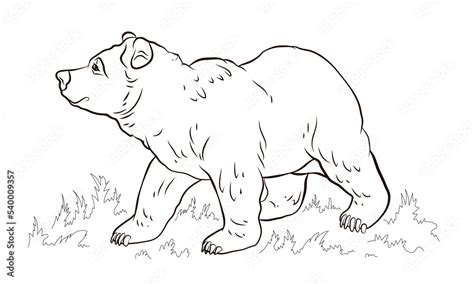 Animals. Black and white image of a big bear, coloring book for children. Vector drawing. Stock ...