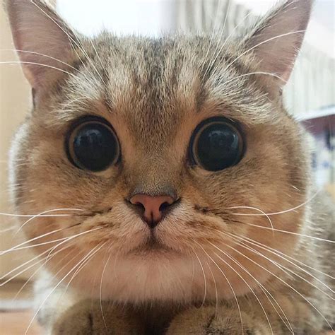 Oooooo what BiG eyes you have (With images) | Pretty cats, Cats and ...