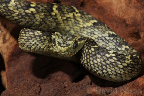 CalPhotos: Atheris ceratophora; Horned Bush Viper | Snake venom ...