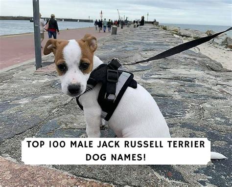 Top 100 Male Jack Russell Terrier Dog Names!