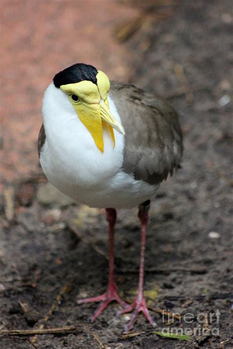 Masked Plover Pose Photograph by Mesa Teresita