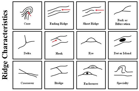 FINGERPRINTS - Can fingerprints reveal diseases & syndromes?