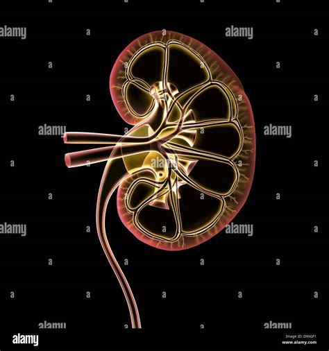 Cross-section x-ray of human kidney, veins, arteries, ureter Stock Photo - Alamy