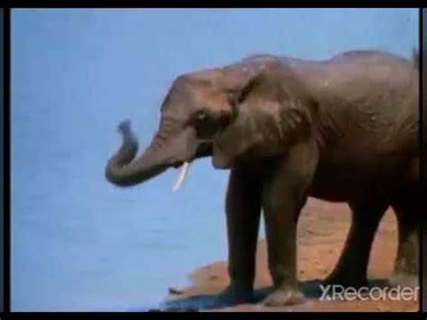 Elephant Baby Noah - YouTube