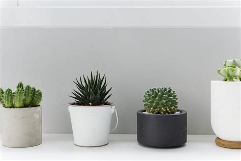 Pots of Cactus for Decoration | Premium Photo - rawpixel