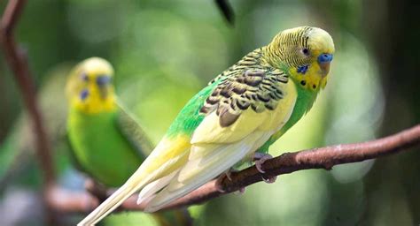 Parakeet Names – 350 Ideas For Naming Your Beautiful Bird