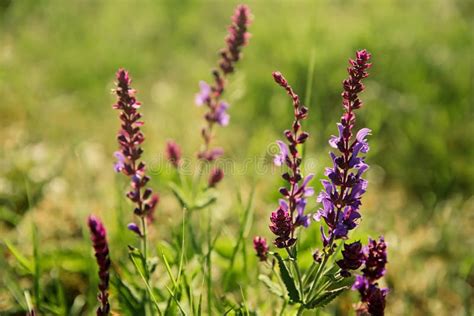 Blooming Purple Sage on Meadow Stock Image - Image of blossoming ...