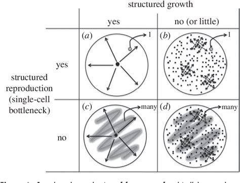 Figure 1 from Experimental evolution of multicellularity using microbial pseudo-organisms ...