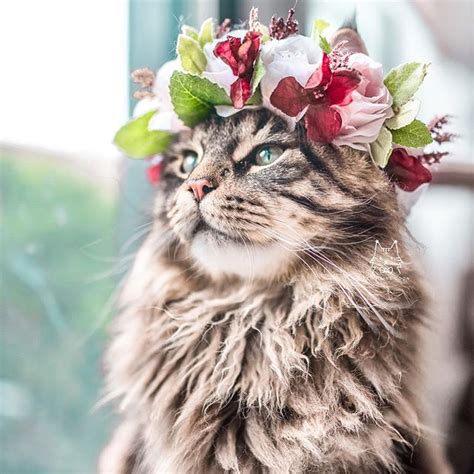 Flower Crown Cat - Cats Photo (41851686) - Fanpop