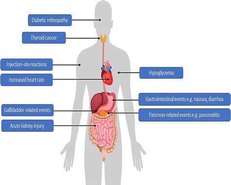 Frontiers | Safety of Semaglutide | Endocrinology