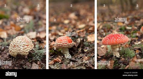 Life cycle of Fly Agaric Stock Photo - Alamy