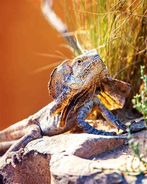 Frill Necked Lizard Diet Reptile - choosetoday