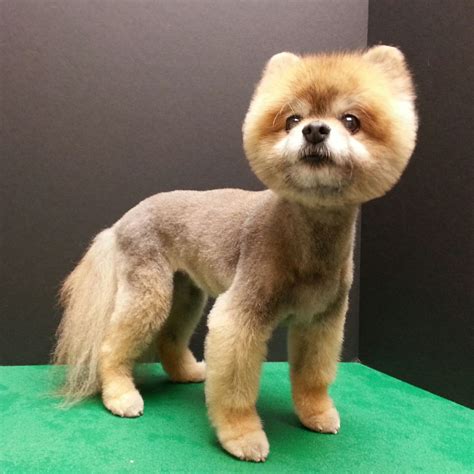 pomeranian haircut, pom grooming, Boo haircut | Pomeranian puppy ...