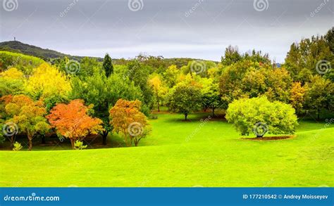 Mount Lofty Botanic Garden in Autumn Stock Photo - Image of forest ...