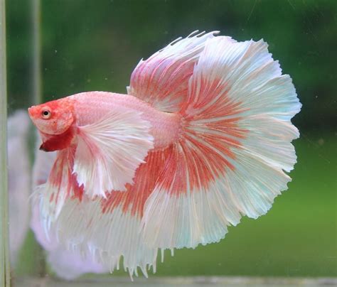 9 Awesome Giant Betta Fish – Beard