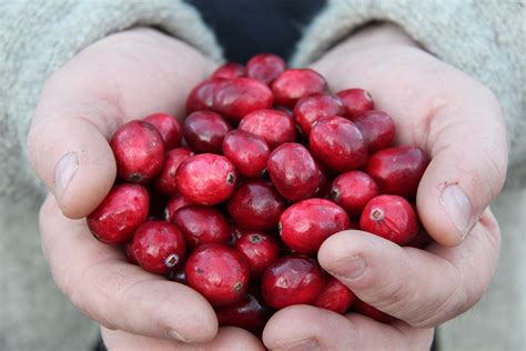 Cranberry Facts - Muskoka Lakes Farm & Winery