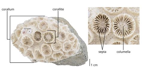 1.1 Scleractinia - Digital Atlas of Ancient Life