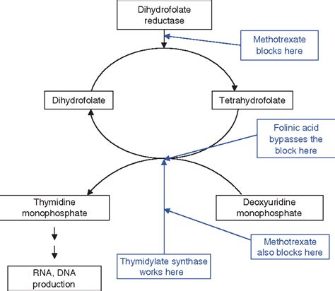 [PDF] 4 Mechanisms of anticancer drugs | Semantic Scholar