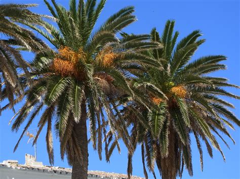 Conoce a la Palmera canaria, una planta perfecta para jardín