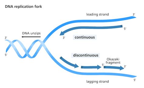 What are the steps of DNA replication?