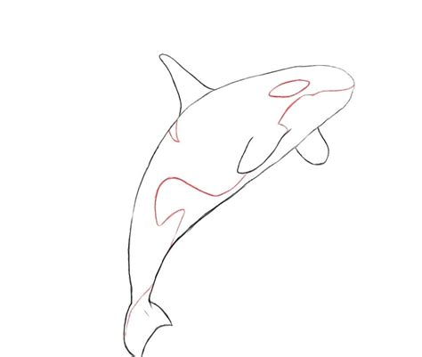 Orca Whale Drawing at GetDrawings | Free download